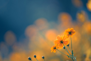 今天分享一些生活小常识英语